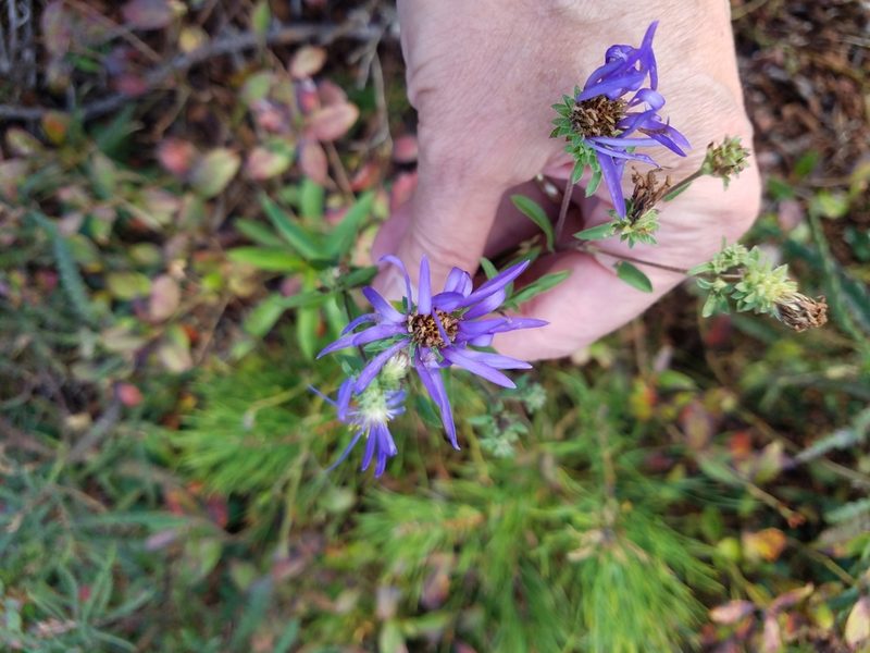 Eurybia spectabilis, photographed by Matt Pelikan