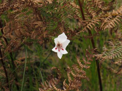 Gladiolus debilis, photographed by Jeremy Gilmore