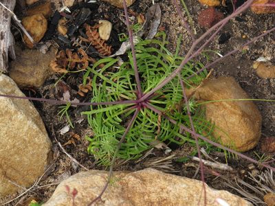 Heliophila meyeri, photographed by Jeremy Gilmore