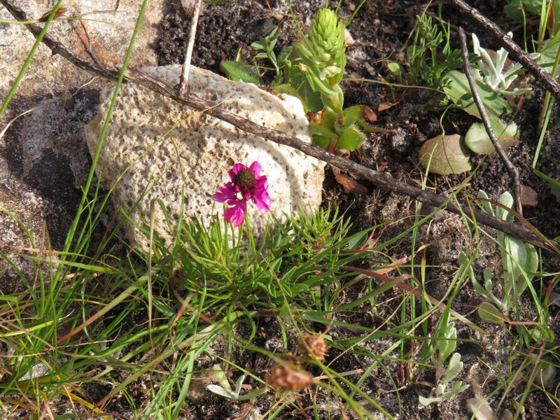 Satyrium bicallosum, photographed by Jeremy Gilmore