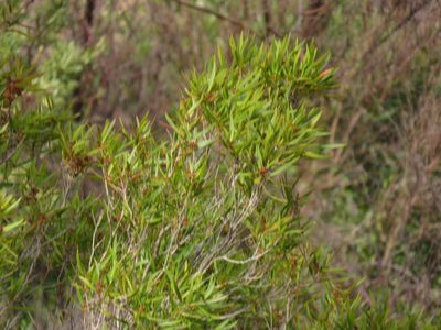 Metrosideros angustifolia, photographed by Jeremy Gilmore