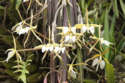 Epidendrum parkinsonianum, photographed by Adrianh M. Orozco