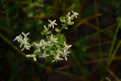 Sericocarpus tortifolius, photographed by Siddarth Machado