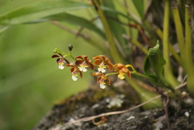 Prosthechea varicosa, photographed by Adrianh M. Orozco