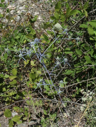 Eryngium caeruleum, photographed by Oleg Kosterin