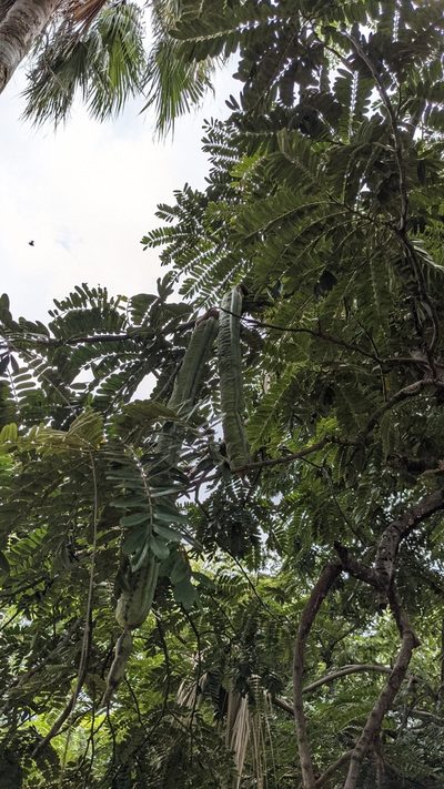Cassia grandis, photographed by Jake Rehage