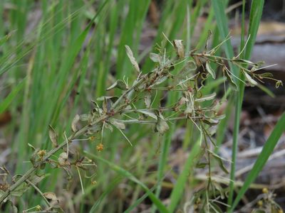 Acacia acinacea, photographed by Jeremy Gilmore