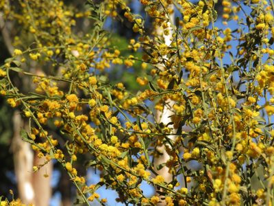 Acacia acinacea, photographed by Jeremy Gilmore