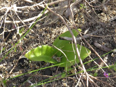 Satyrium odorum, photographed by Jeremy Gilmore