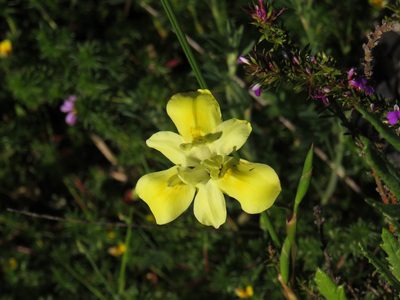 Moraea fugax, photographed by Jeremy Gilmore