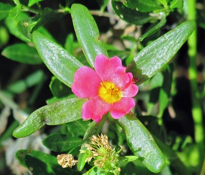 Portulaca cryptopetala, photographed by Hugo Hulsberg