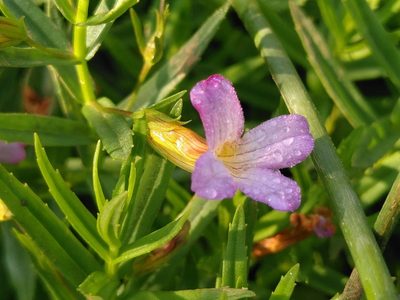 Gratiola officinalis, photographed by Yves Bas