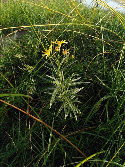Jacobaea paludosa, photographed by Yves Bas