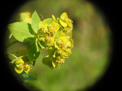 Euphorbia lucida, photographed by Yves Bas