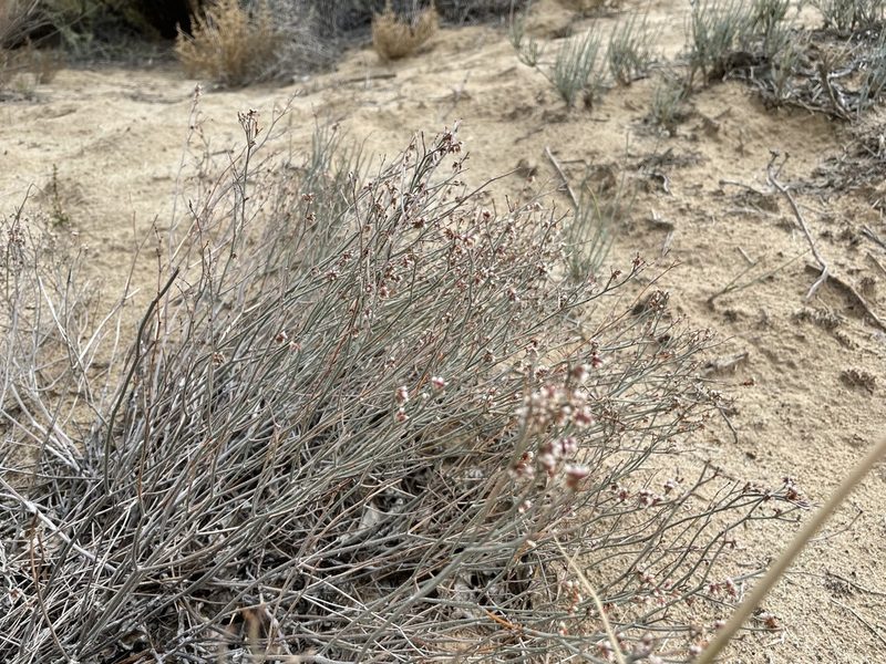 Eriogonum effusum, photographed by Bobby McCabe