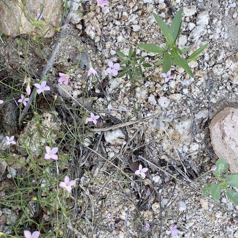 Stenotis asperuloides, photographed by Bill Levine