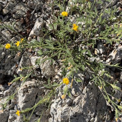 Stylosanthes viscosa, photographed by Bill Levine