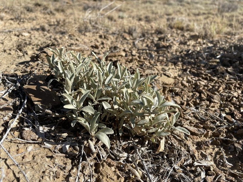 Atriplex gardneri, photographed by Bobby McCabe