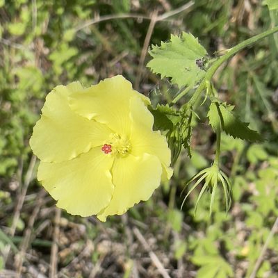 Hibiscus ribifolius, photographed by Bill Levine