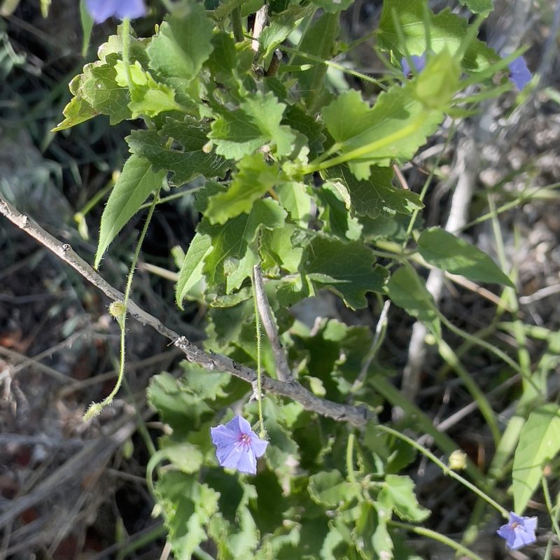 Jacquemontia evolvuloides, photographed by Bill Levine