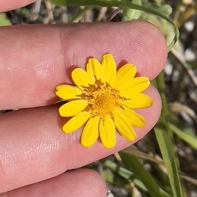 Melampodium sinuatum, photographed by Bill Levine