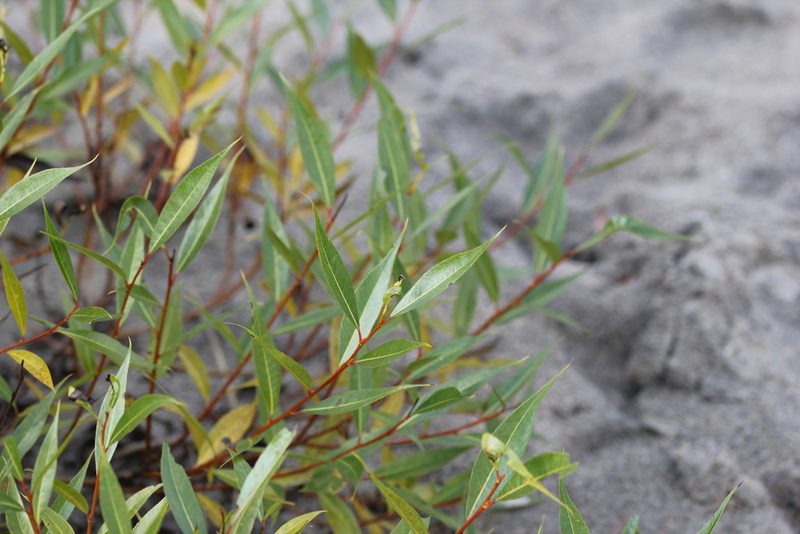 Salix lucida, photographed by Quinten Wiegersma