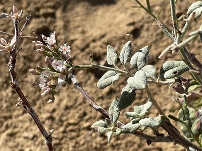 Eriogonum corymbosum, photographed by Bobby McCabe
