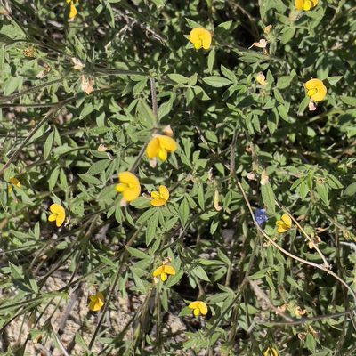 Stylosanthes viscosa, photographed by Bill Levine
