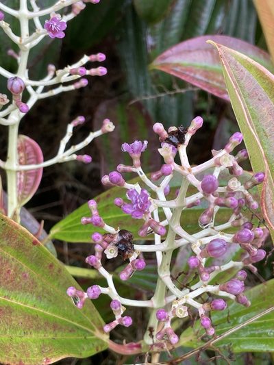 Miconia robinsoniana, photographed by Diego F. Cisneros-Heredia