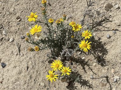 Xanthisma spinulosum, photographed by Bobby McCabe