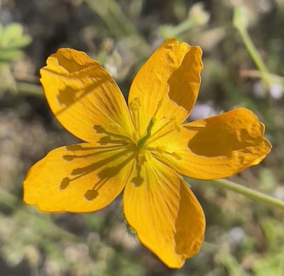 Kallstroemia peninsularis, photographed by Bill Levine