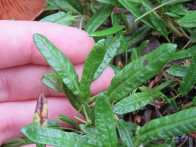 Dryas integrifolia, photographed by Erin Springinotic