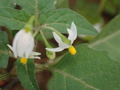 Solanum emulans, photographed by Cole Shoemaker