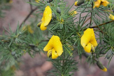 Gompholobium grandiflorum, photographed by Jesse de Vries