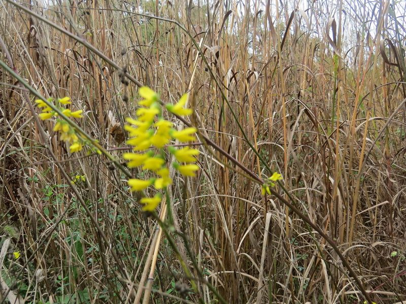 Melilotus altissimus, photographed by Howard Williams