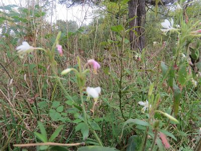 Oenothera gaura, photographed by Howard Williams