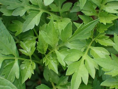 Bidens bipinnata, photographed by Cole Shoemaker