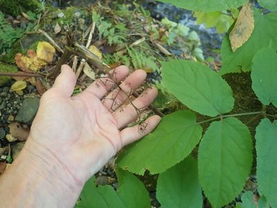Aralia racemosa, photographed by Lynn Harper