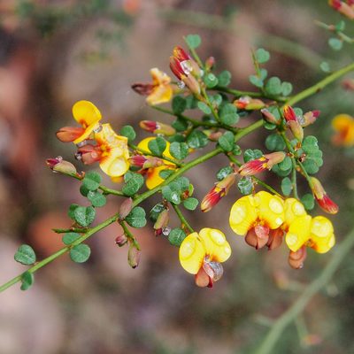 Bossiaea obcordata, photographed by Jesse de Vries