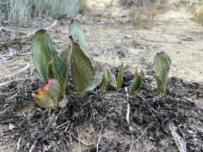 Rumex hymenosepalus, photographed by Bobby McCabe