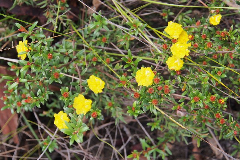 Hibbertia bracteata, photographed by Jesse de Vries