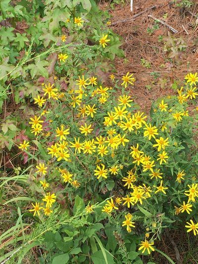 Helianthus schweinitzii, photographed by Becky Dill
