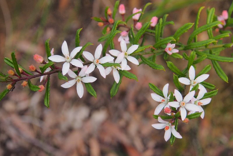 Philotheca hispidula, photographed by Jesse de Vries