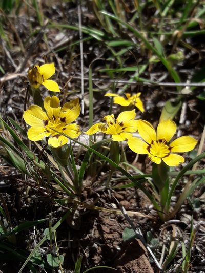 Sisyrinchium graminifolium, photographed by David Gutiérrez