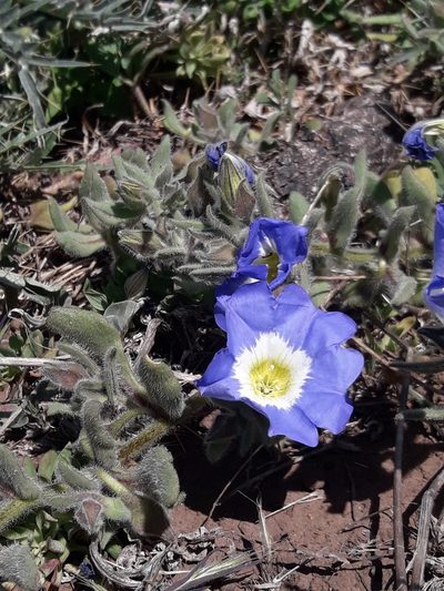 Nolana acuminata, photographed by David Gutiérrez