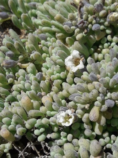 Nolana crassulifolia, photographed by David Gutiérrez