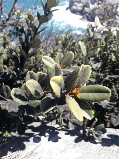 Gayella valparadisaea, photographed by David Gutiérrez