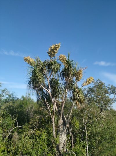 Beaucarnea recurvata, photographed by Tereso Hernández Morales