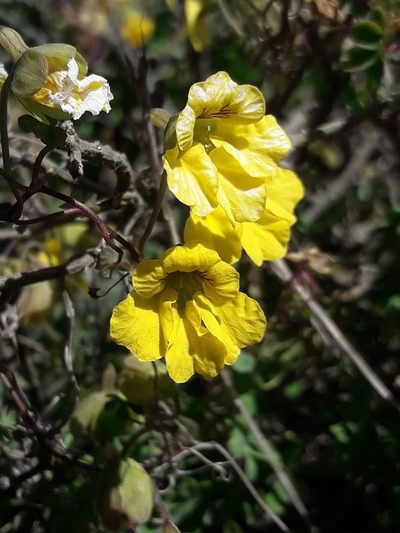 Tropaeolum brachyceras, photographed by David Gutiérrez