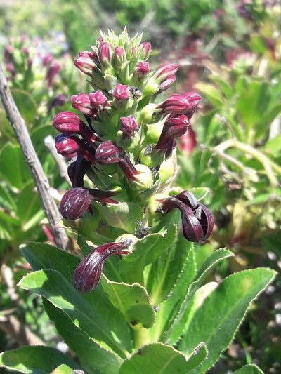 Lobelia polyphylla, photographed by David Gutiérrez